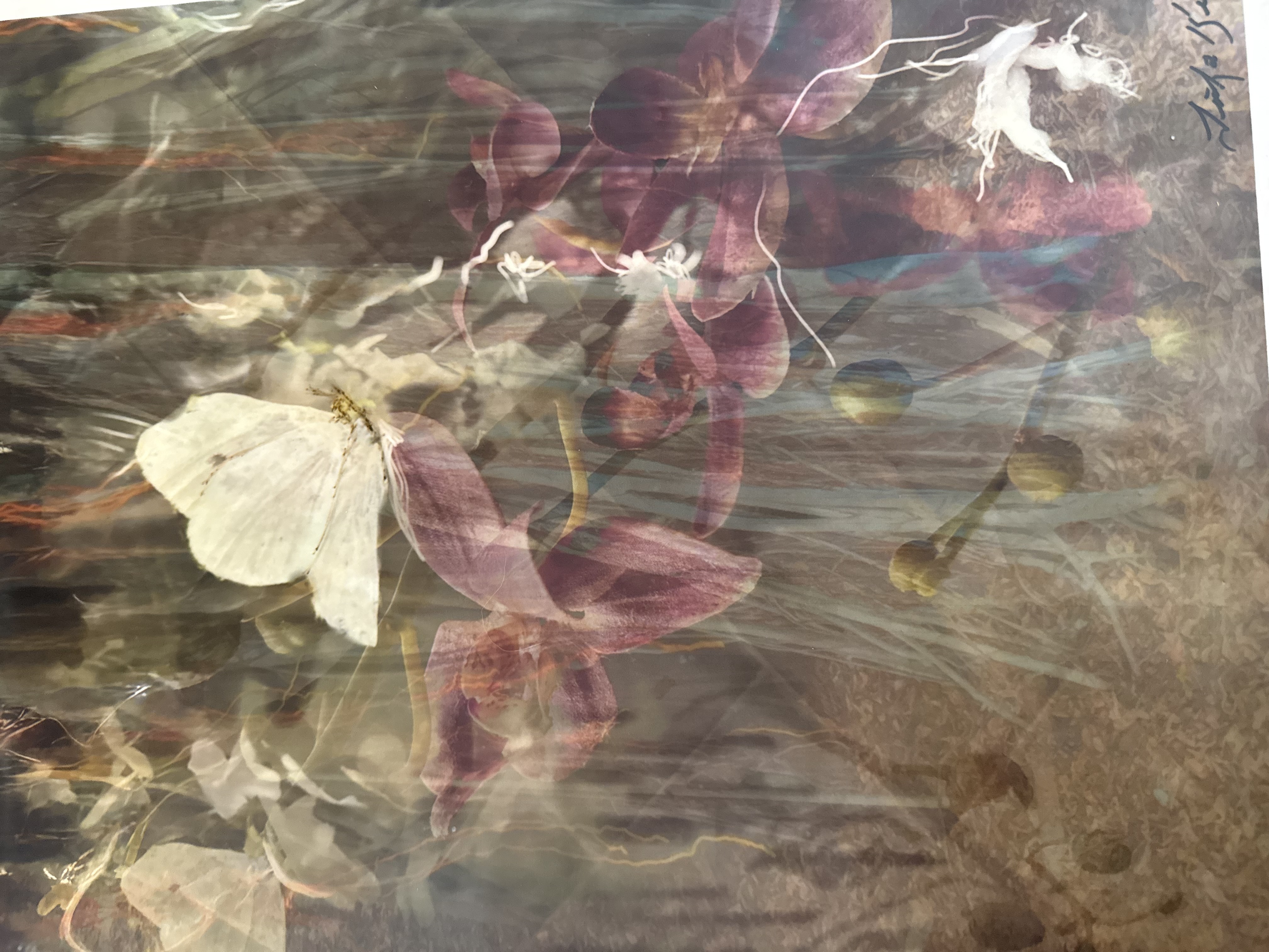 Flutter and bloom