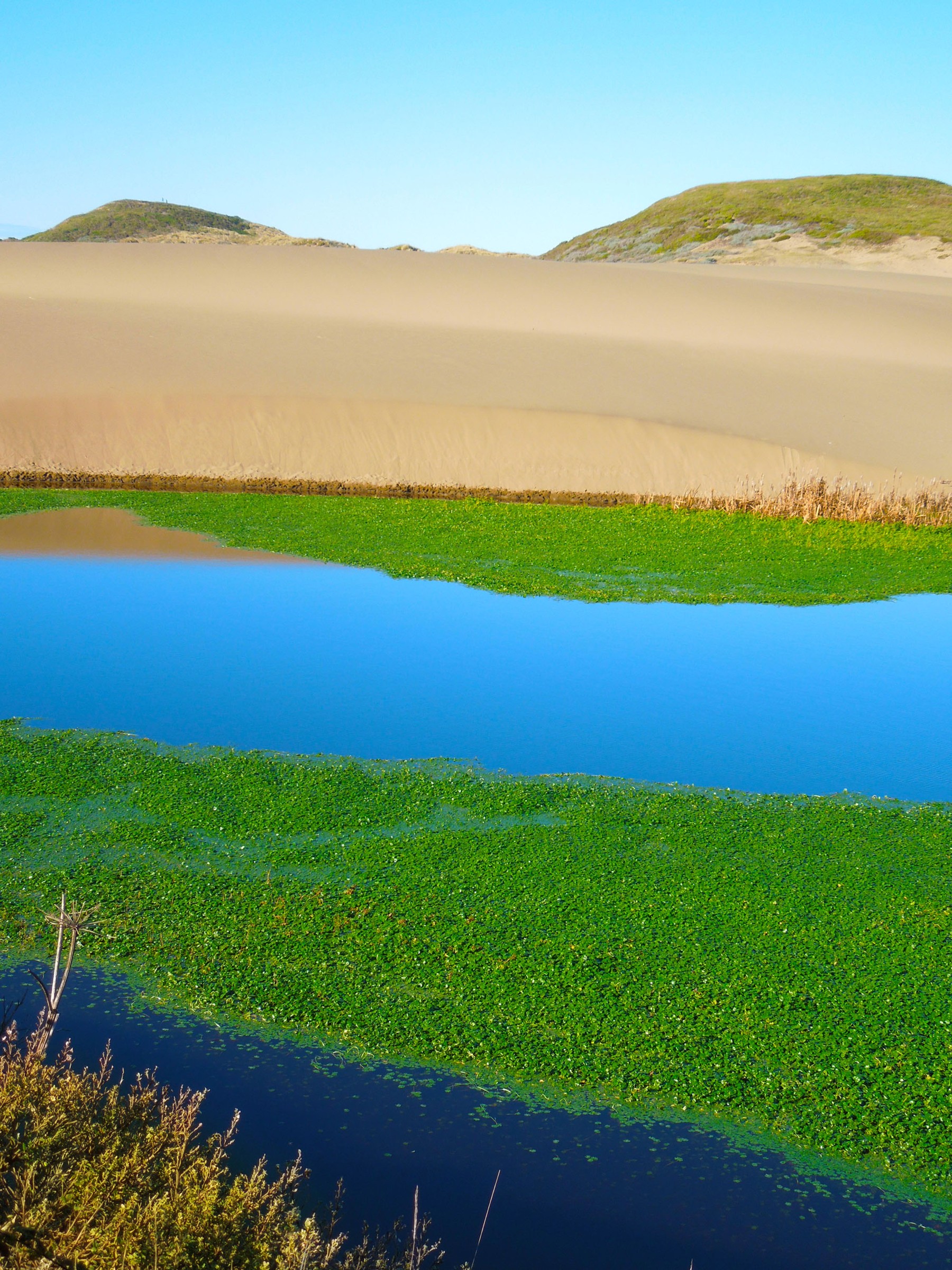 Abbotts Lagoon