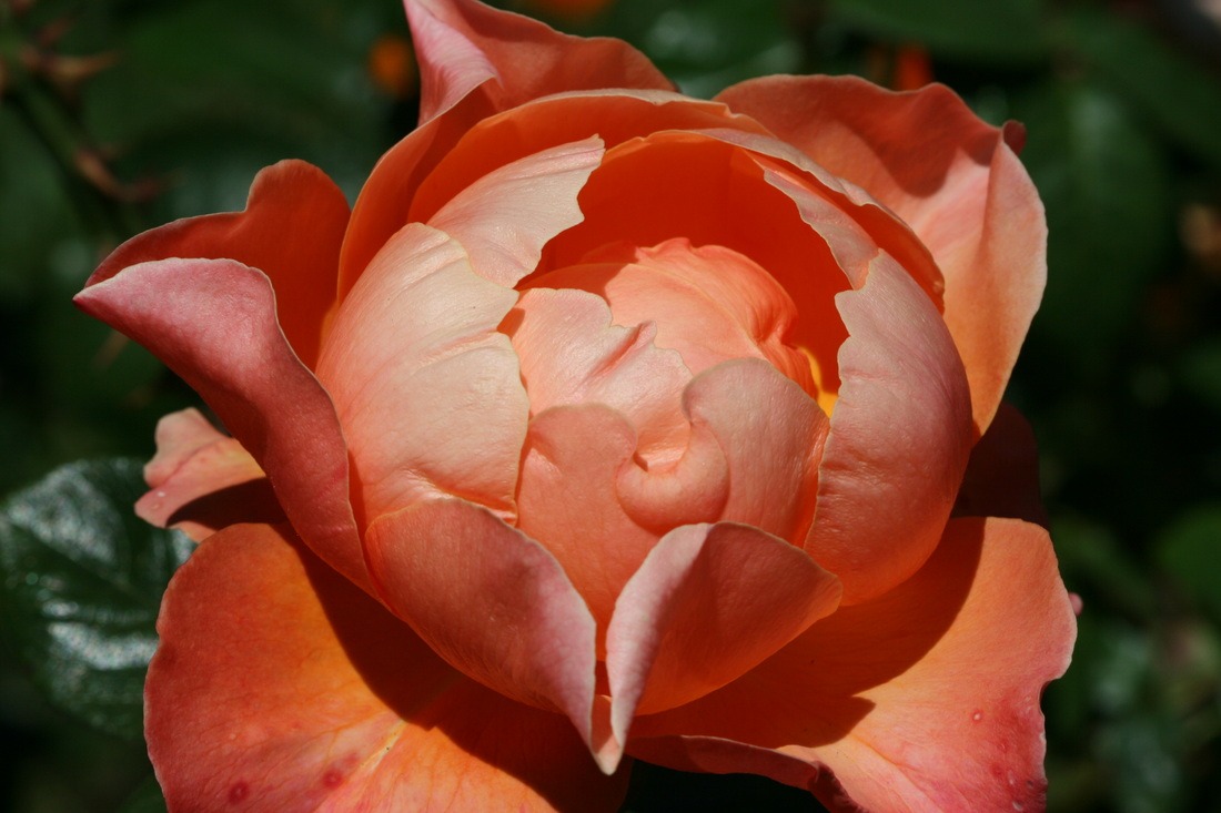 Close-Up Rose in Warm Afternoon Light