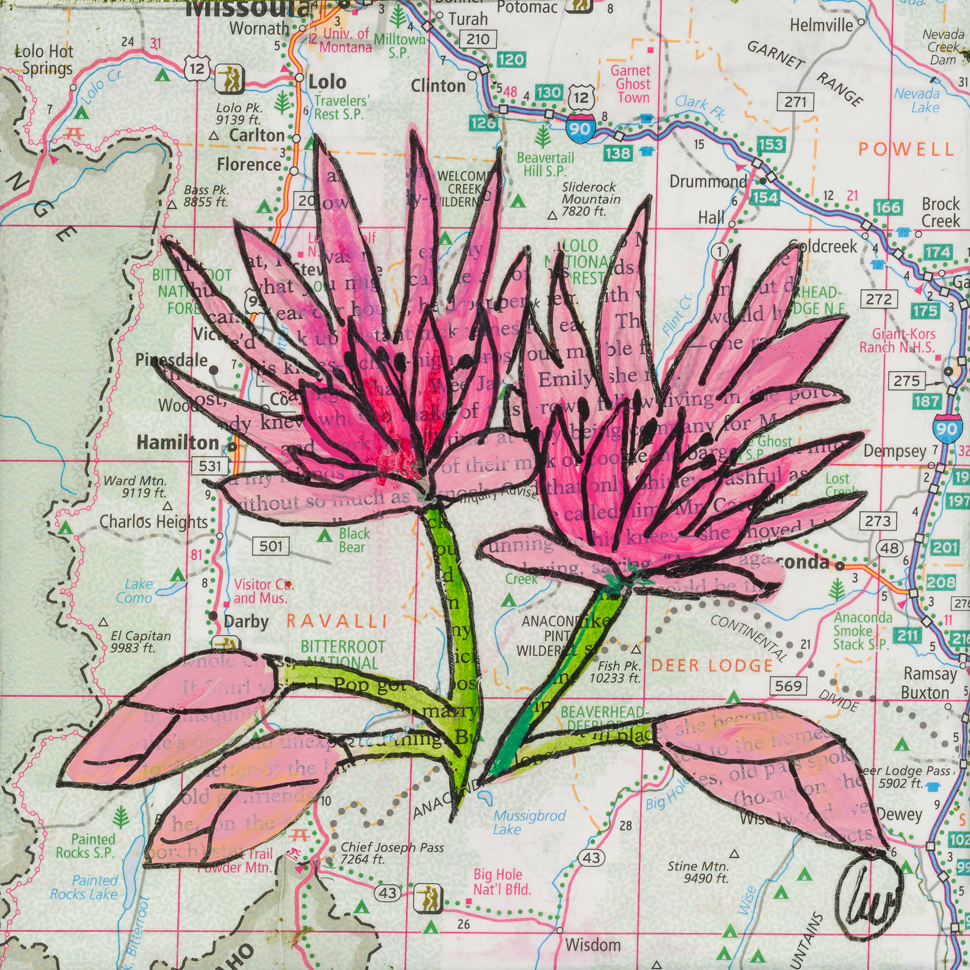 State Flower of Montana: Bitterroot