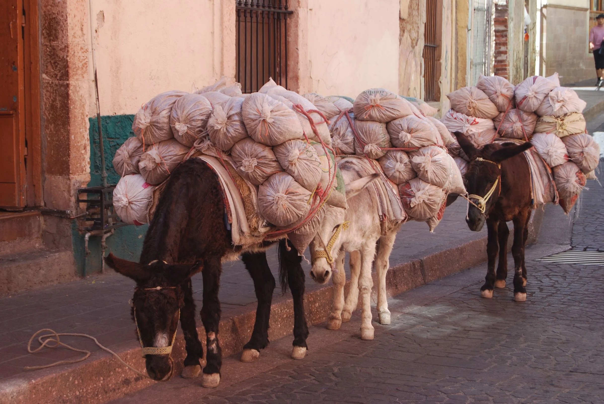 San Miguel Donkeys