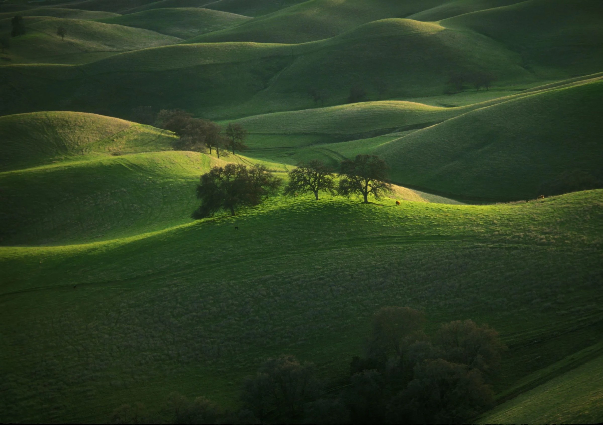 California Hills IV