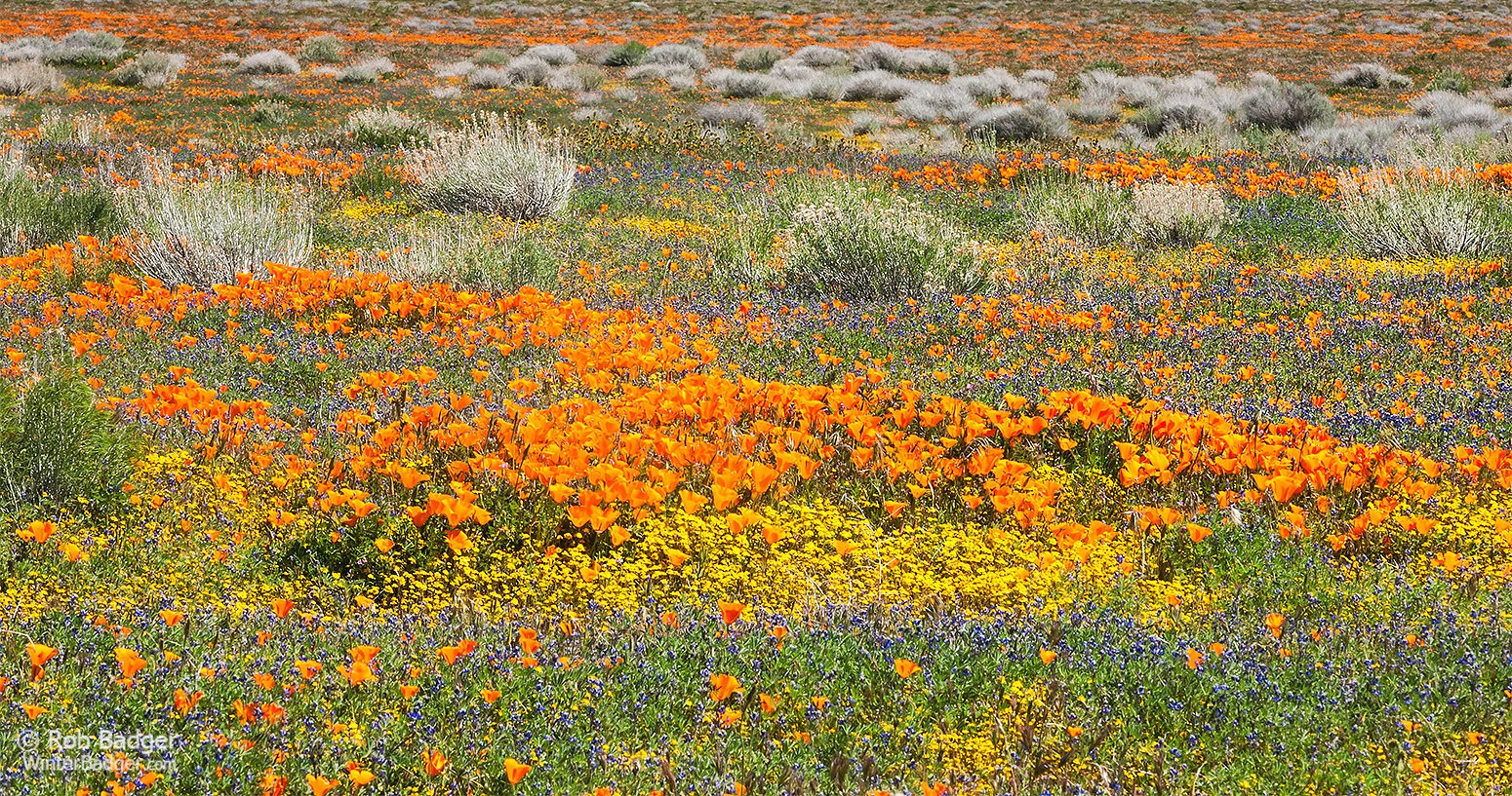 Poppies and Lupine, Antelope Valley